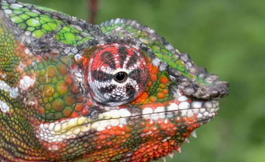 Symbolisme du caméléon, signification du caméléon, totem du caméléon, rêve du caméléon, messages