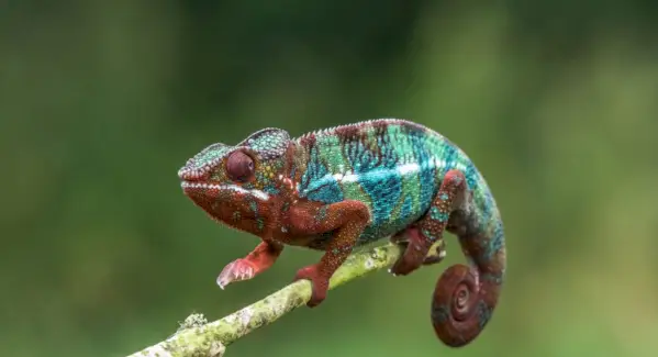 Symbolisme du caméléon, signification du caméléon, totem du caméléon, rêve du caméléon, messages