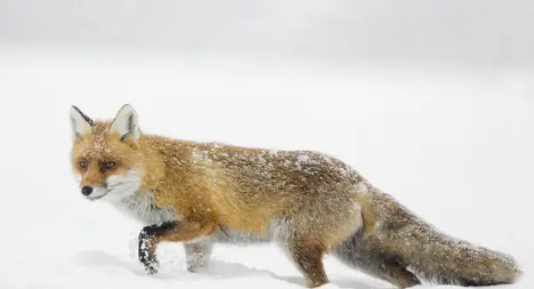 Fox Totem, Fox Dream a zprávy