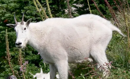 Tótem, sueños y mensajes de la cabra montesa