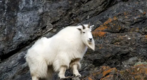 Simbolismo de la cabra montesa