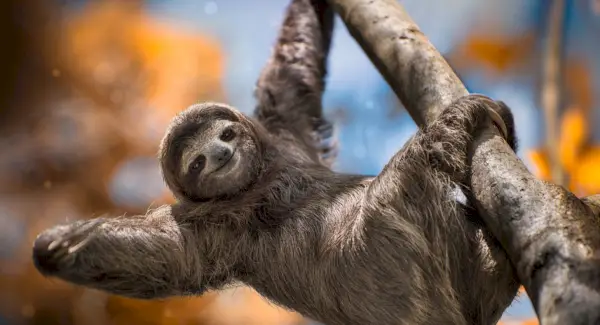 Simbolismo, sonhos e mensagens da preguiça