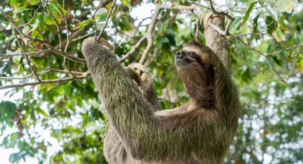 Totem de preguiça de três dedos