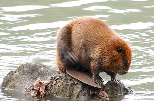 Bobr, Savci, Zvířecí Poselství a Totemy, Bobří symbolika, Význam Bobrů, Bobří Totem, Zvíře s duchem bobra, Sen bobra