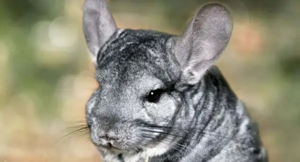 Chinchilla Totem, rêves et messages