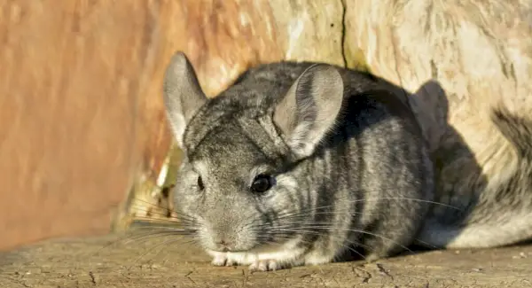 Symbolisme du chinchilla