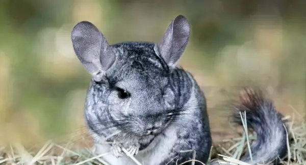 Symbolisme, rêves et messages du chinchilla