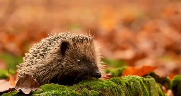 Simbolismo do ouriço