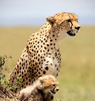 Signification du guépard