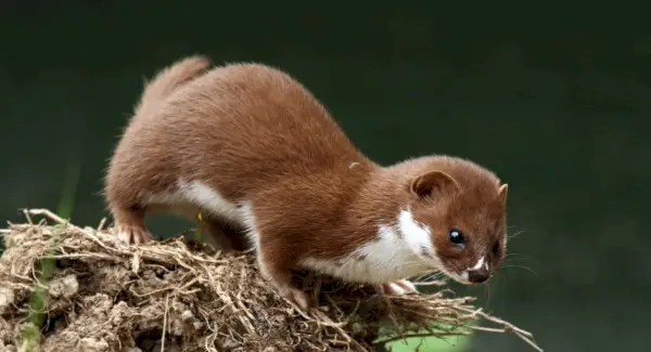 イタチの象徴性、夢、そしてメッセージ