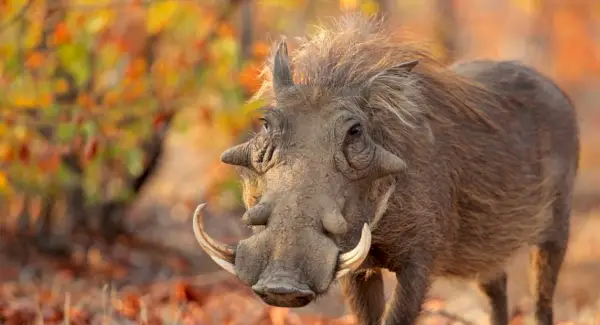 Totem de sanglier, rêve de sanglier et messages