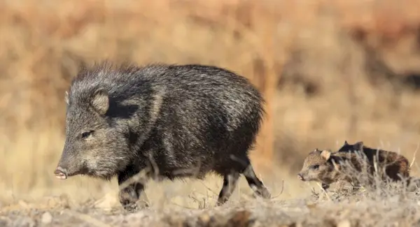 Signification du sanglier