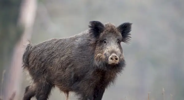 Symbolisme du sanglier