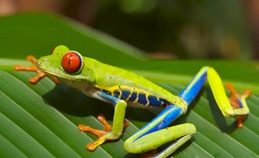 Totens de sapo de olhos vermelhos
