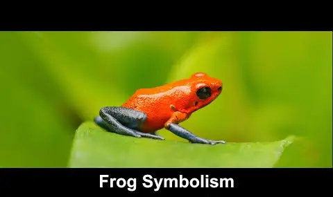 Simbolismo della rana