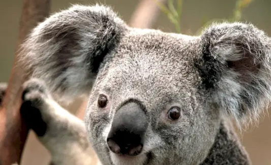 Sonho de coala e mensagens