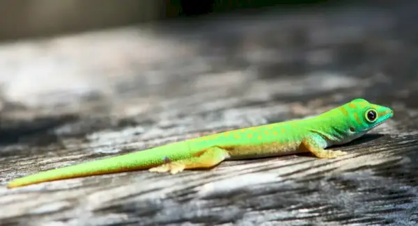 グリーンヤモリの象徴性