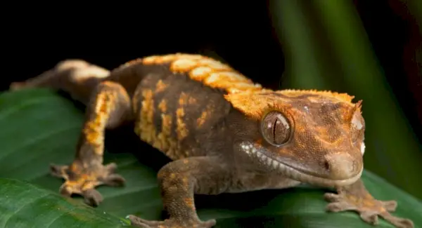 ヤモリの象徴性、夢、そしてメッセージ