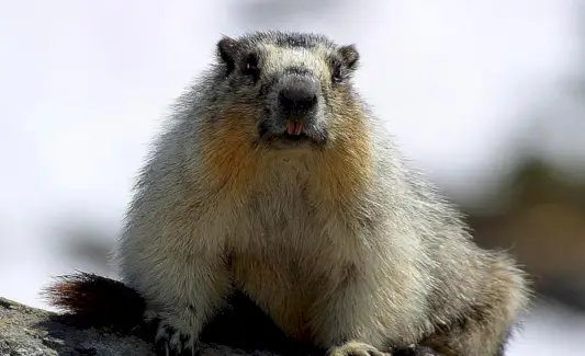 Hromnicová symbolika