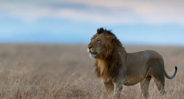 Simbolismo do Leão, Significado do Leão, Totem do Leão, Sonho do Leão, Mensagens