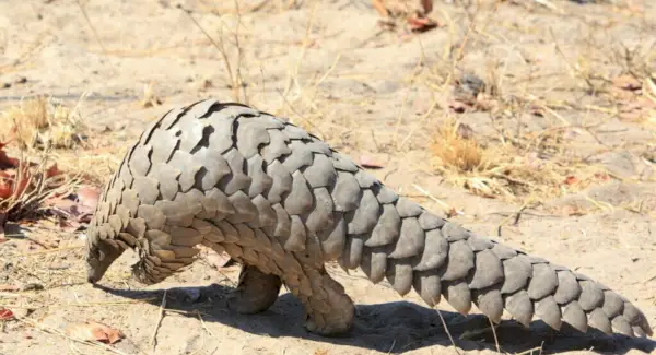 Totem Pangolin, rêves et messages