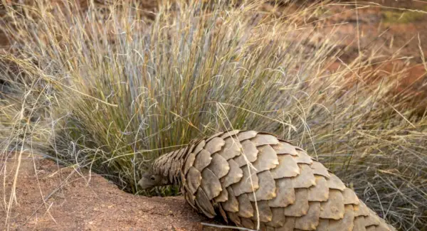 Symbolisme du pangolin