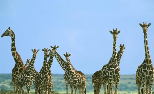 Simbolismo da girafa, significado da girafa, totem da girafa, sonho da girafa e mensagens