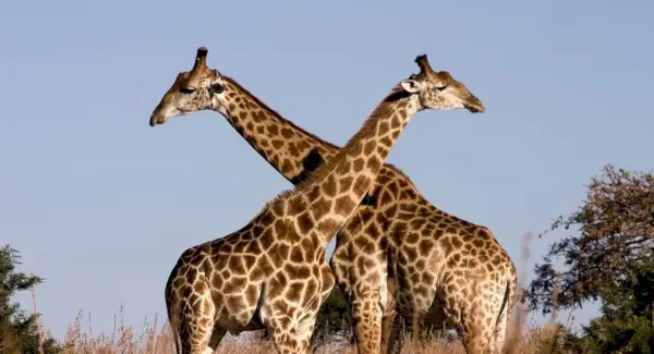 Simbolismo da girafa, significado da girafa, totem da girafa, sonho da girafa e mensagens
