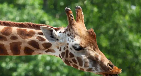 Simbolismo da girafa, significado da girafa, totem da girafa, sonho da girafa e mensagens