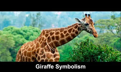 Simbolismo da girafa