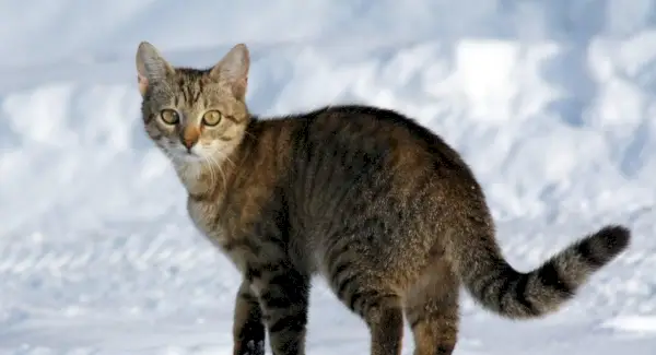 Gato, Animal Terrestre, Spirit-Animals.com, Simbolismo do Gato, Significado do Gato, Totem do Gato, Sonho de Gato, Mensagens