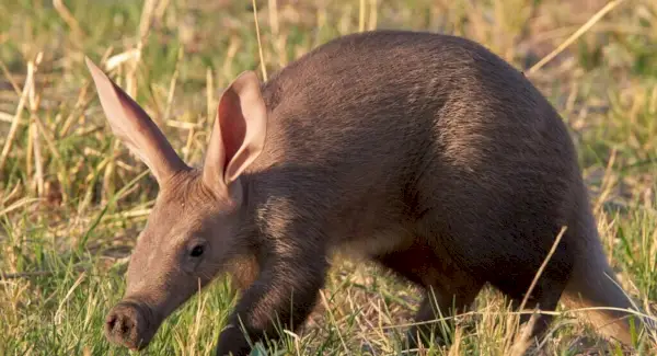 Totem d'Aardvark, rêves et messages