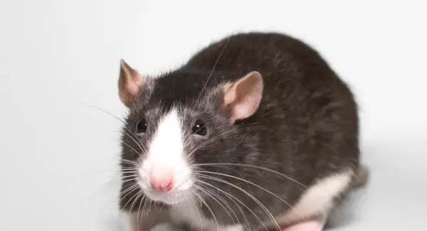 Totem Rat Fantaisie, Rêve