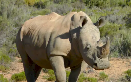 흰 코뿔소 상징, 코뿔소 의미, 코뿔소 토템, 코뿔소 꿈 및 메시지