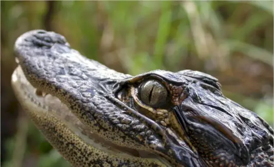 Jacaré Americano, Totens de Animais, Mensagens de Animais, Répteis, Sonho de Jacaré, Simbolismo de Jacaré, Significado de Jacaré, Totem de Jacaré