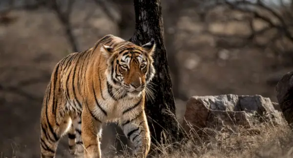 Tigersymbolik, drømme og budskaber