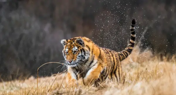 Tigersymbolik, drømme og budskaber