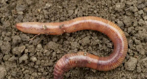 Totem du ver de terre, rêves et messages