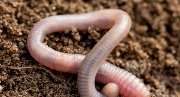 Symbolisme, rêves et messages du ver de terre