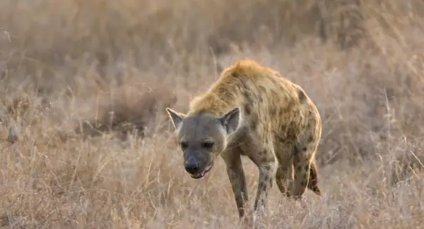 Simbolismo, sonhos e totens da hiena-malhada