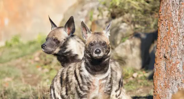 Simbolismo, sonhos e totens da hiena listrada
