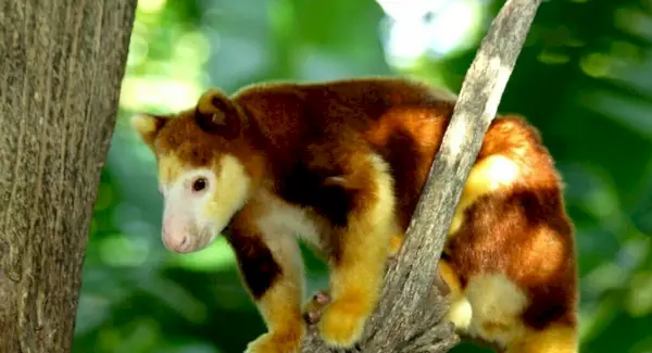Simbolismo, sueños y mensajes del canguro arbóreo