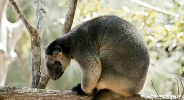 Simbolismo del canguro de árbol de Lumholtz