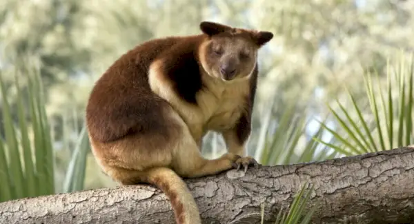 Tótem Canguro de Árbol, Sueños y Mensajes