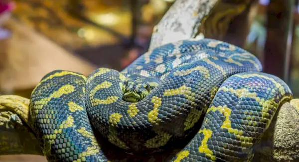 Symbolismus, sny a poselství Anakondy