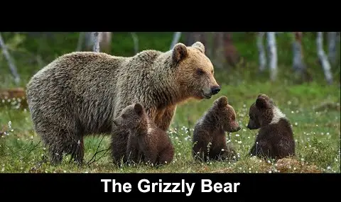 YouTube プレーヤー