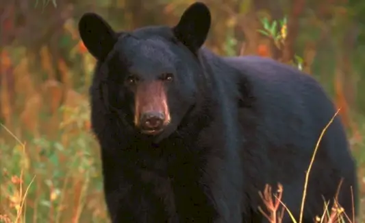 クマ, 哺乳類, 動物のメッセージとトーテム, クマの象徴性, クマの意味, クマのトーテム, クマの精霊動物, クマの夢, 四方向の読み方