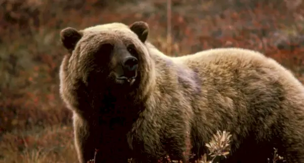 クマ, 哺乳類, 動物のメッセージとトーテム, クマの象徴, クマの意味, クマのトーテム, クマの精霊動物, クマの夢