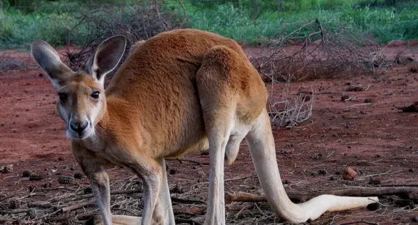 Canguru, Animal Terrestre, Spirit-Animals.com, Simbolismo do Canguru, Significado do Canguru, Totem do Canguru, Sonho do Canguru, Mensagens
