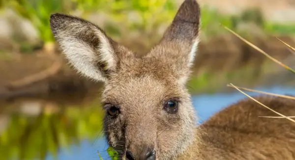 Canguru, Animal Terrestre, Spirit-Animals.com, Simbolismo do Canguru, Significado do Canguru, Totem do Canguru, Sonho do Canguru, Mensagens